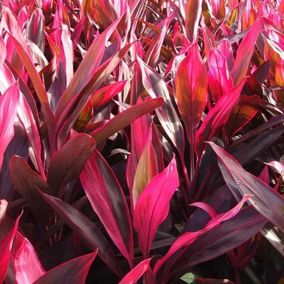 Cordyline Red Sister