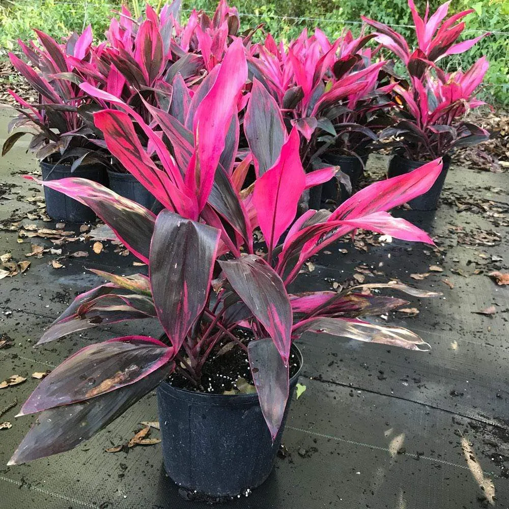 Cordyline Red Sister