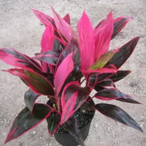 Cordyline Red Sister