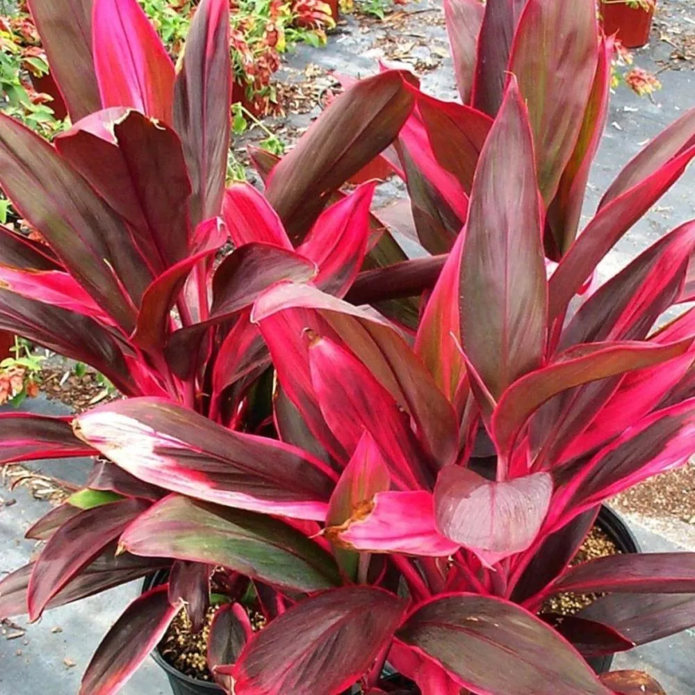 Cordyline Red Sister