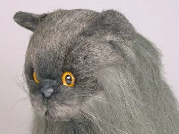 "Fabio" Angora Cat