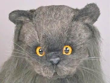 "Fabio" Angora Cat