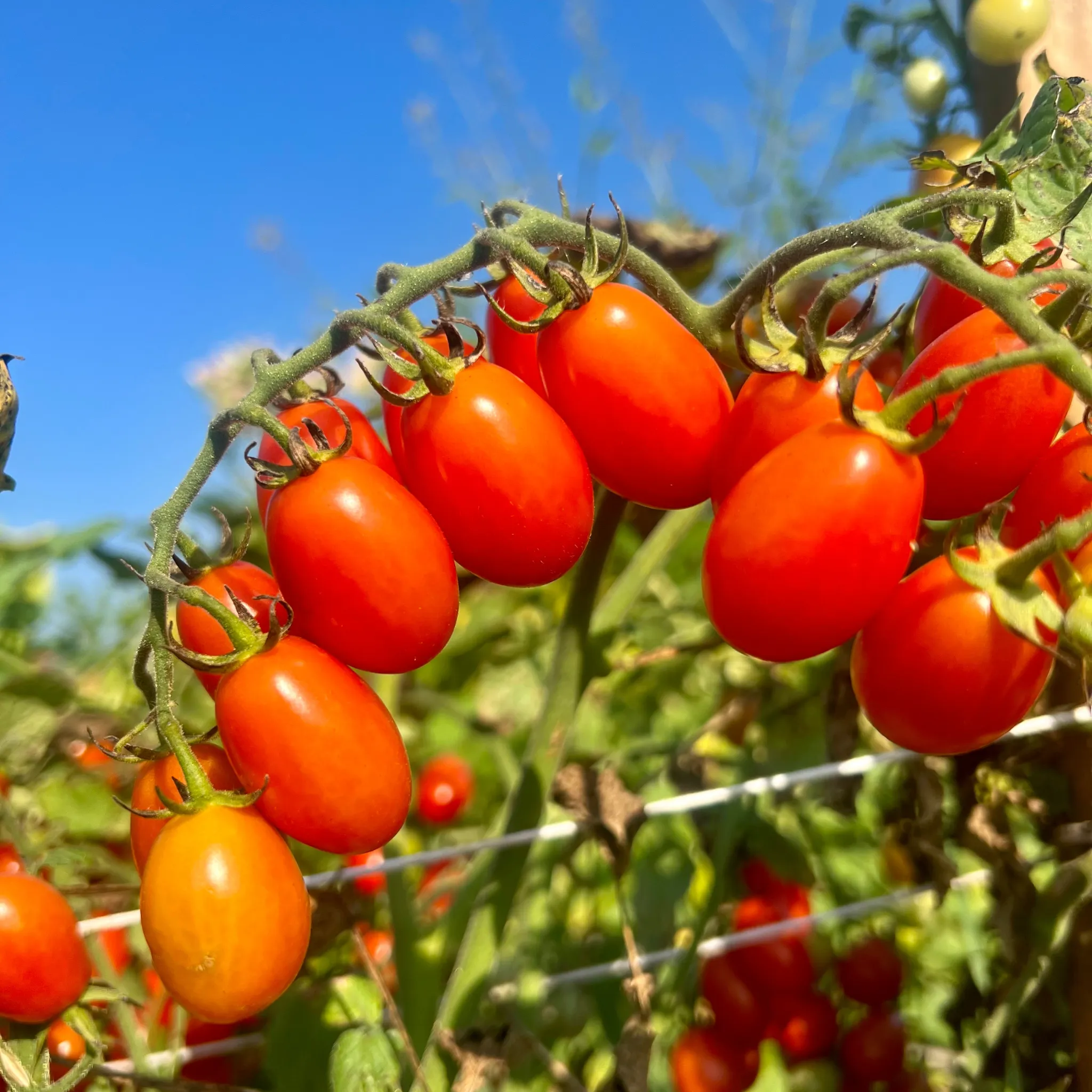Red Coral Hybrid Cherry Tomato F1