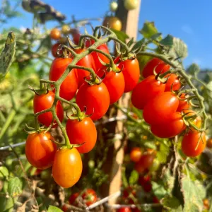 Red Coral Hybrid Cherry Tomato F1